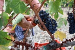 basile-vendemmia-bioogico