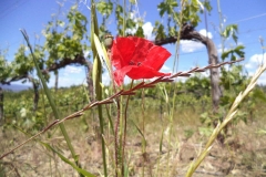 tuscany-basile-wine-farm